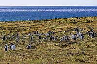 South America, Falkland Islands, Malvinas, East Falklands, South Atlantic, Port Stanley, Public Jetty, Falklands Conservation, Cape Pembroke, Blanco Bay, Yorke Point, Penguin, Penguins, King Penguin, Donkey Penguin, Bertha's Beach, Beach Point, Rockery Ba [IBR124897505]