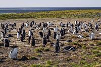 South America, Falkland Islands, Malvinas, East Falklands, South Atlantic, Port Stanley, Public Jetty, Falklands Conservation, Cape Pembroke, Blanco Bay, Yorke Point, Penguin, Penguins, King Penguin, Donkey Penguin, Bertha's Beach, Beach Point, Rockery Ba [IBR124897509]
