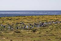 South America, Falkland Islands, Malvinas, East Falklands, South Atlantic, Port Stanley, Public Jetty, Falklands Conservation, Cape Pembroke, Blanco Bay, Yorke Point, Penguin, Penguins, King Penguin, Donkey Penguin, Bertha's Beach, Beach Point, Rockery Ba [IBR124897510]