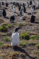 South America, Falkland Islands, Malvinas, East Falklands, South Atlantic, Port Stanley, Public Jetty, Falklands Conservation, Cape Pembroke, Blanco Bay, Yorke Point, Penguin, Penguins, King Penguin, Donkey Penguin, Bertha's Beach, Beach Point, Rockery Ba [IBR124897512]