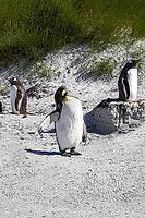 South America, Falkland Islands, Malvinas, East Falklands, South Atlantic, Port Stanley, Public Jetty, Falklands Conservation, Cape Pembroke, Blanco Bay, Yorke Point, Penguin, Penguins, King Penguin, Donkey Penguin, Bertha's Beach, Beach Point, Rockery Ba [IBR124897513]