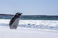 South America, Falkland Islands, Malvinas, East Falklands, South Atlantic, Port Stanley, Public Jetty, Falklands Conservation, Cape Pembroke, Blanco Bay, Yorke Point, Penguin, Penguins, King Penguin, Donkey Penguin, Bertha's Beach, Beach Point, Rockery Ba [IBR124897514]