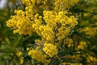 Flowering mimosa (Mimosa sp.) in the garden, Lake Garda, Italy [IBR124898933]