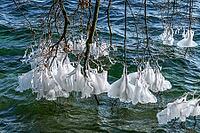 Ice formation on branches in winter at Lake Starnberg, Bavaria, Germany [IBR124898950]