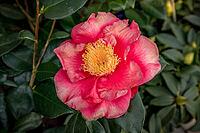 Flower of a camellia (Camellia japonica), Lake Garda, Italy Europe [IBR124898959]