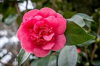 Flower of a camellia (Camellia japonica), Lake Garda, Italy Europe [IBR124898960]