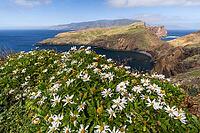Cliff landscape by the sea, Ponta de Sao Lourenco, landscape at the eastern end of the island, Madeira Island, Portugal [IBR124899452]