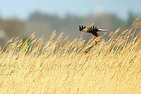 Harrier, Circus aeruginosus, flies into reeds, Texel Island Netherlands [IBR124899453]