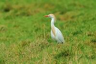 Cow heron, Bubulcus ibis, looking for food on the island of Texel Netherlands [IBR124899454]