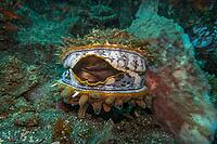 Large variable spiny oyster (Spondylus varius), Bali, Indonesia [IBR124899455]
