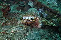 Large variable spiny oyster (Spondylus varius), Bali, Indonesia [IBR124899456]