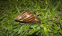 Giant agate snail (Lissachatina fulica, syn. Achatina fulica), also East African giant snail, Bali, Indonesia [IBR124899457]