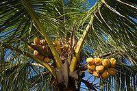 Coconut palm (Cocos nucifera), Zambirenteng, Bali, Indonesia [IBR124899458]