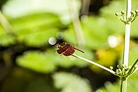 Dragonfly Neurothemis terminata, Zambirenteng, Bali, Indonesia [IBR124899459]
