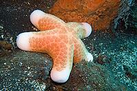 Granulated roller star (Choriaster granulatus), Zambirenteng, Bali, Indonesia [IBR124899460]