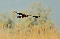 Harrier, Circus aeruginosus, in flight, Lake Neusiedl Austria [IBR124899462]