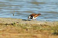 Steinwölzer, Arenaria interpres, looking for food, Lake Neusiedl Austria [IBR124899463]