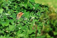Partridge, Perdix perdix, looking for food, Lake Neusiedl Austria [IBR124899464]