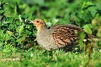 Partridge, Perdix perdix, looking for food, Lake Neusiedl Austria [IBR124899466]
