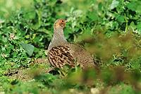 Partridge, Perdix perdix, looking for food, Lake Neusiedl Austria [IBR124899467]