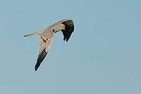 Wiesenweihe, Circus Pygargus, in flight, Lake Neusiedl Austria [IBR124899468]