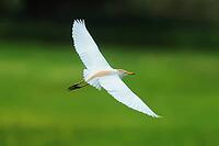 Cow heron, Bubulcus ibis, in flight, Lake Neusiedl Austria [IBR124899471]