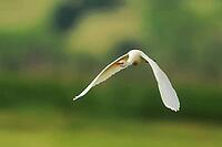 Cow heron, Bubulcus ibis, in flight, Lake Neusiedl Austria [IBR124899472]