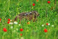 Brown hare, Lepus europaeus, feeding, Lake Neusiedl Austria [IBR124899473]