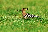 Hoopoe, Upupa epops, looking for food, Lake Neusiedl Austria [IBR124899474]