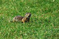 Ground squirrel, spermophilus, looking for food, Lake Neusiedl Austria [IBR124899475]