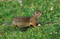 Ground squirrel, spermophilus, looking for food, Lake Neusiedl Austria [IBR124899476]