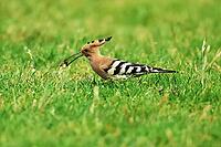 Hoopoe, Upupa epops, looking for food, Lake Neusiedl Austria [IBR124899477]