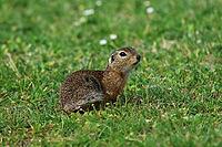 Ground squirrel, spermophilus, looking for food, Lake Neusiedl Austria [IBR124899478]