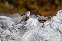 White-breasted dipper or White-breasted dipper (Cinclus cinclus), rocks, Pinzgau [IBR124899499]