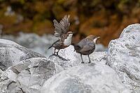 White-breasted dipper or White-breasted dipper (Cinclus cinclus), rocks, Pinzgau [IBR124899500]