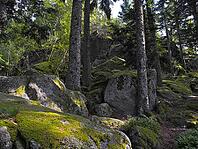 Moss rock, hiking trail, Black Forest, upper castle rock, Triberg, Baden-Württemberg, Germany [IBR124899504]