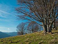 Hutebuchen auf dem Häusleberg, Black Forest, Baden-Württemberg, Germany [IBR124899508]
