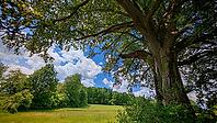 Large old tree on the edge of a green meadow under a blue sky with white clouds, hiking in spring, Waldnaab Valley Nature Reserve, Upper Palatinate [IBR124899540]