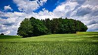 Wide green fields next to a forest under a clear blue sky with white clouds, hiking in spring, Waldnaab Valley Nature Reserve, Upper Palatinate [IBR124899541]