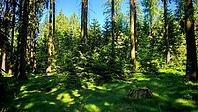 Dense forest landscape with sunlight and shade on the ground, hiking in spring on the Franconian Rennsteig, Frankenwald nature park Park, Upper Franconia [IBR124899542]