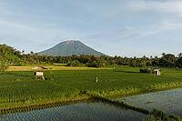 Aerial view of rice paddies with person and Mount Agung volcano, Bali, Indonesia [IBR124899549]
