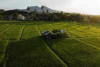 Aerial view of rice paddies with huts at sunrise, Bali, Indonesia [IBR124899553]