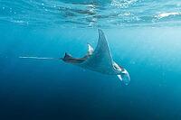 Underwater shot of manta rays, Komodo National Park, East Nusa Tenggara, Indonesia [IBR124899558]