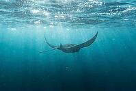 Underwater shot of manta rays with light rays, Komodo National Park, East Nusa-Tenggara, Indonesia [IBR124899560]