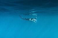Underwater shot of manta rays, Komodo National Park, East Nusa Tenggara, Indonesia [IBR124899564]