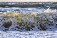 Surf, breaking wave against light, Sortebærdalen Strand, Houvig, North Sea, Denmark [IBR124899875]