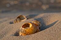 Shells lying in sand, evening light, Sortebærdalen Strand, Houvig, North Sea, Denmark [IBR124899879]