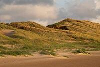 Dunes with beach oats in the evening light, Sortebærdalen Strand, Houvig, North Sea, Denmark [IBR124899881]