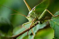 Close-up of a Great green bush cricket (Tettigonia viridissima), also known as green leafhopper, on a gnawed leaf against a blurred green background, Germany [IBR124899883]