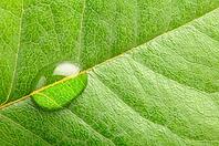 Macro photo of a water drop on leaf [IBR124906347]
